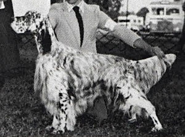 Windem's Sarad Of Whitehouse | English Setter 