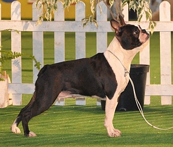 Comtesse Alikana By Emi Stars | Boston Terrier 