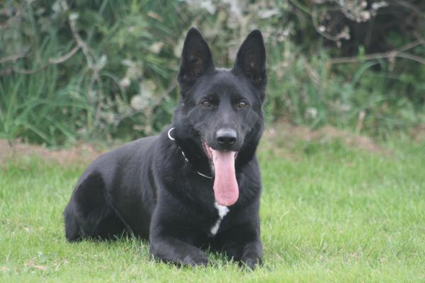 Vaktas Dyrka | German Shepherd Dog 