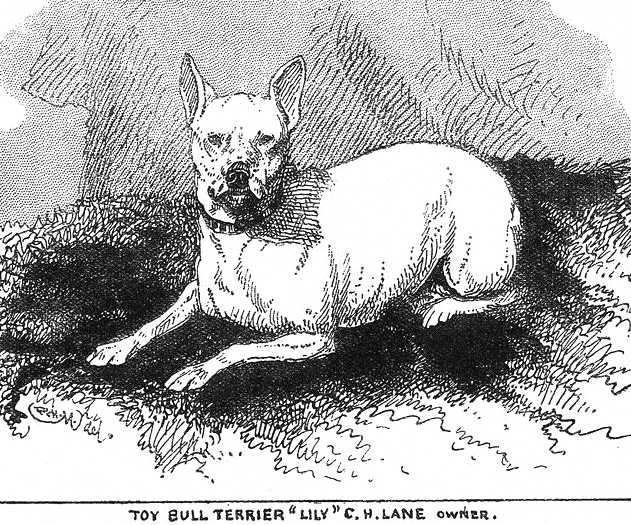 Lily [C.H. Lane's] | Bull Terrier 