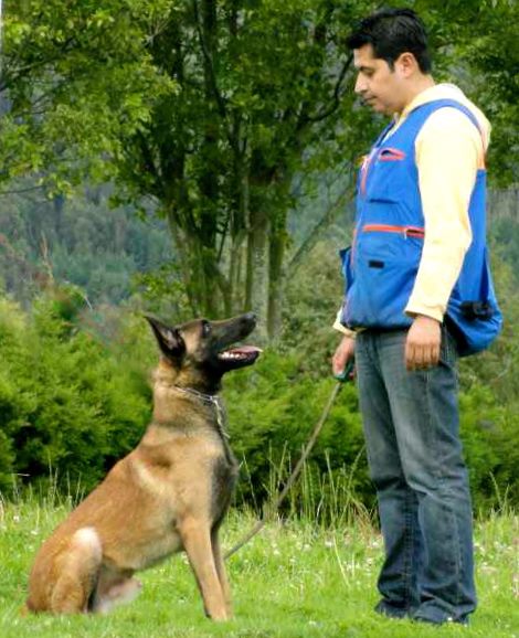 Insano van de verpihoeve | Belgian Malinois 