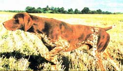 B'lo du Vallon de Beaudini | German Shorthaired Pointer 