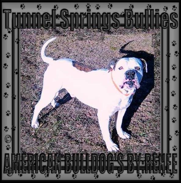 Tunnel Springs Bullies Buddy | American Bulldog 