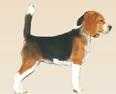 Foxhunter Ona Aike Del Focus | Beagle 