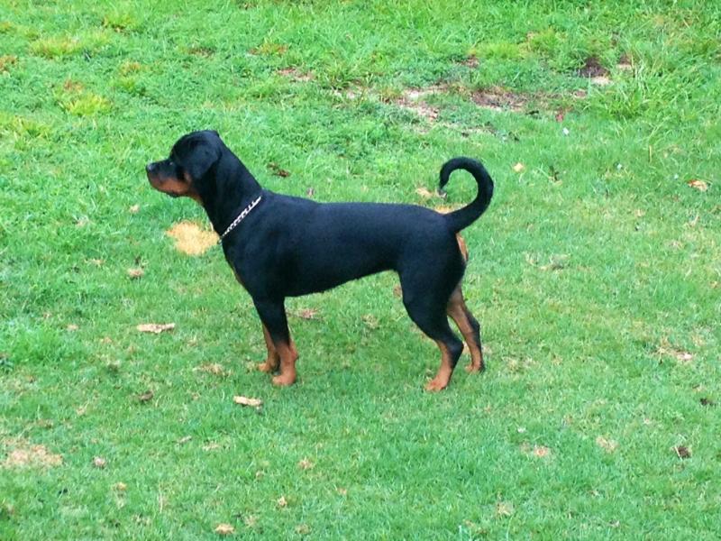 Flying Fur's Kimber | Rottweiler 