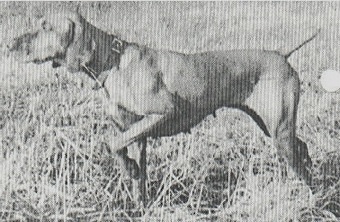 Brook's Amber Mist | Hungarian Vizsla 