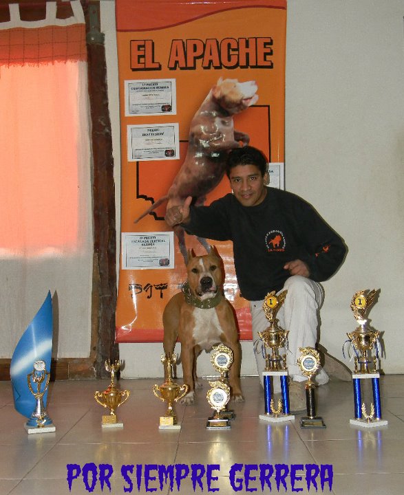 Quendy Guerrero Nagual | American Pit Bull Terrier 