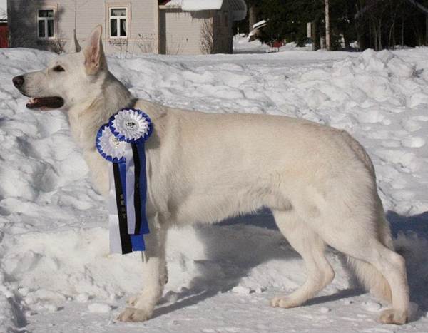 Kustom Karake's Dhaulagiri's-Yeti | White Swiss Shepherd Dog 