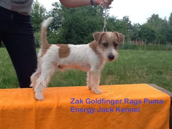 Zak Goldfinger Rags Puma | Jack Russell Terrier 