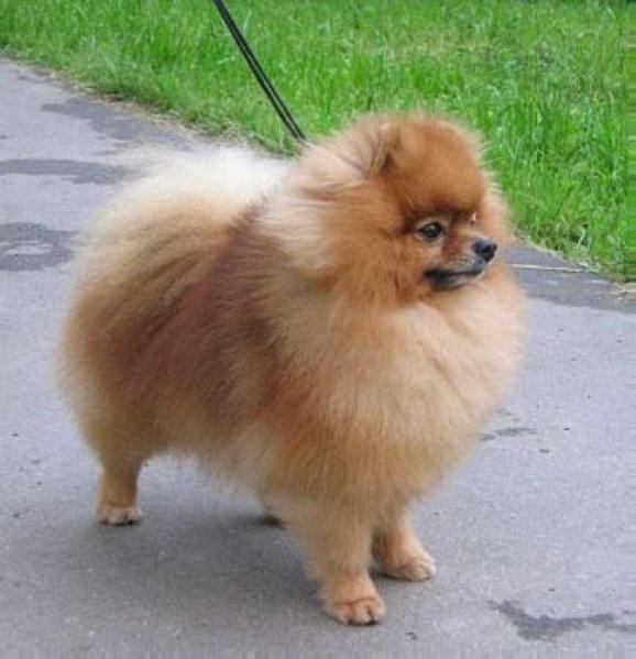 Garold | Pomeranian 