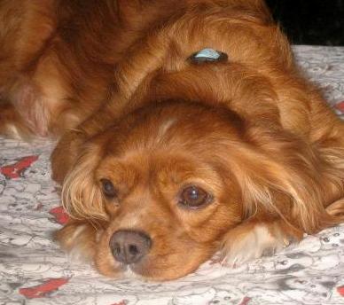 Mahoganie of Hidden Valley | Cavalier King Charles Spaniel 