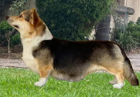 Tamara (Benitez) | Pembroke Welsh Corgi 