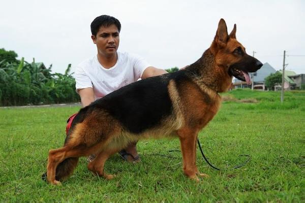 Ninja Vom Haus Axel | German Shepherd Dog 