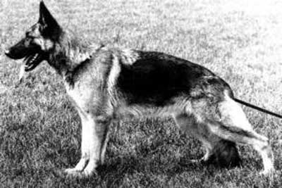 Dixie von Tannenmeise | German Shepherd Dog 