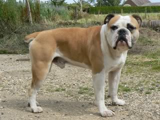 Fenland Jim | Olde English Bulldogge 