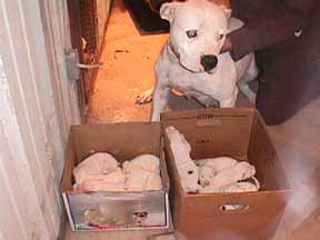 Hines' Pretty Woman | American Bulldog 
