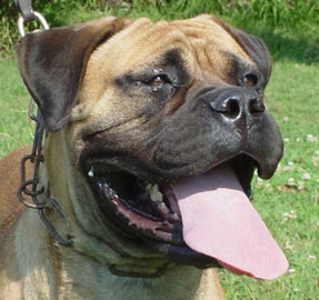 Bullsland-Sapphire | Bullmastiff 