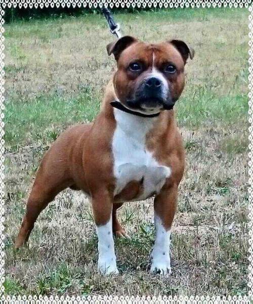 Stormfire Darwin Azuri | Staffordshire Bull Terrier 