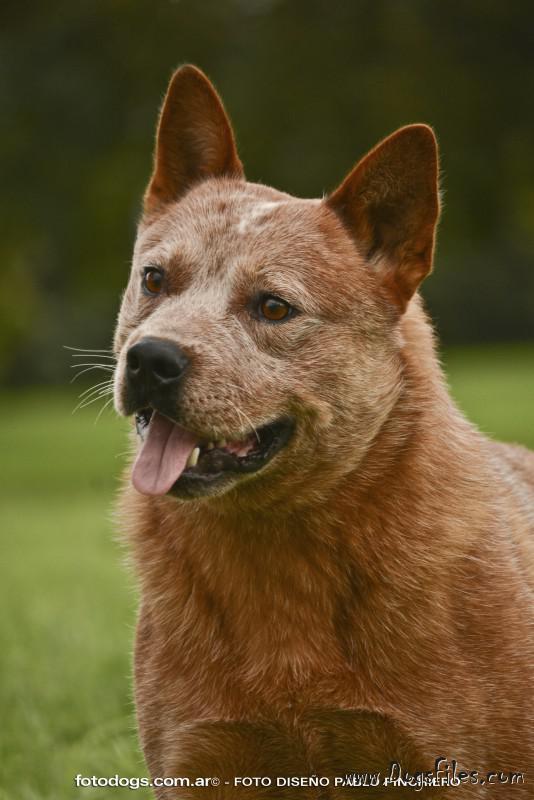 CECILIO ARGENTINA DE RIOJA SELECCION | Australian Cattle Dog 