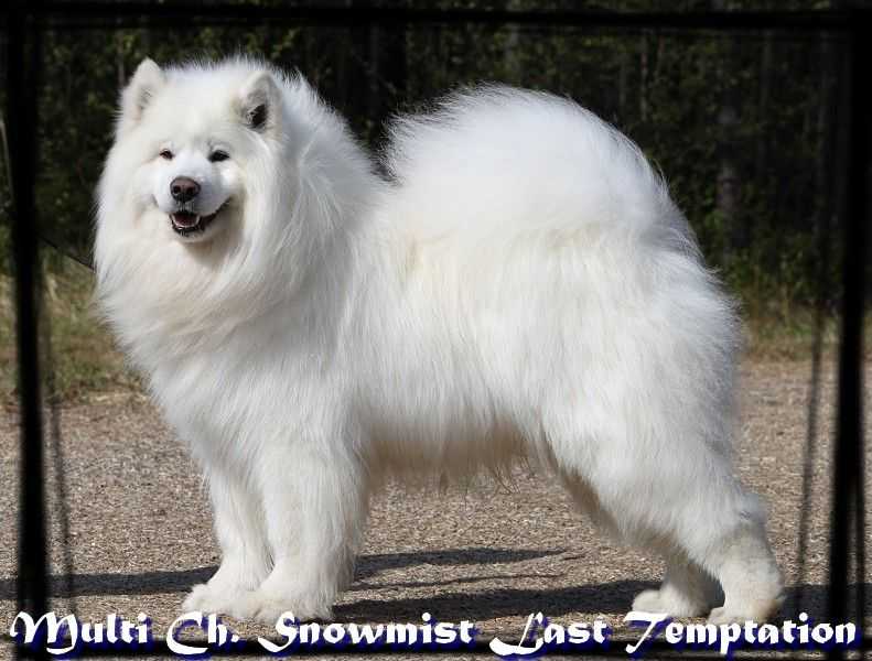 Snowmist LAST TEMPTATION | Samoyed 