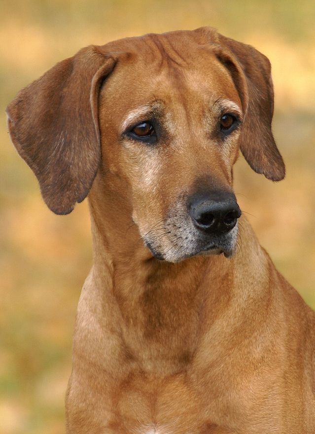 Vilma | Rhodesian Ridgeback 