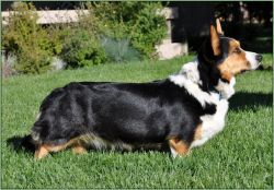 Davenitch Coedwig's Bellatrix | Cardigan Welsh Corgi 