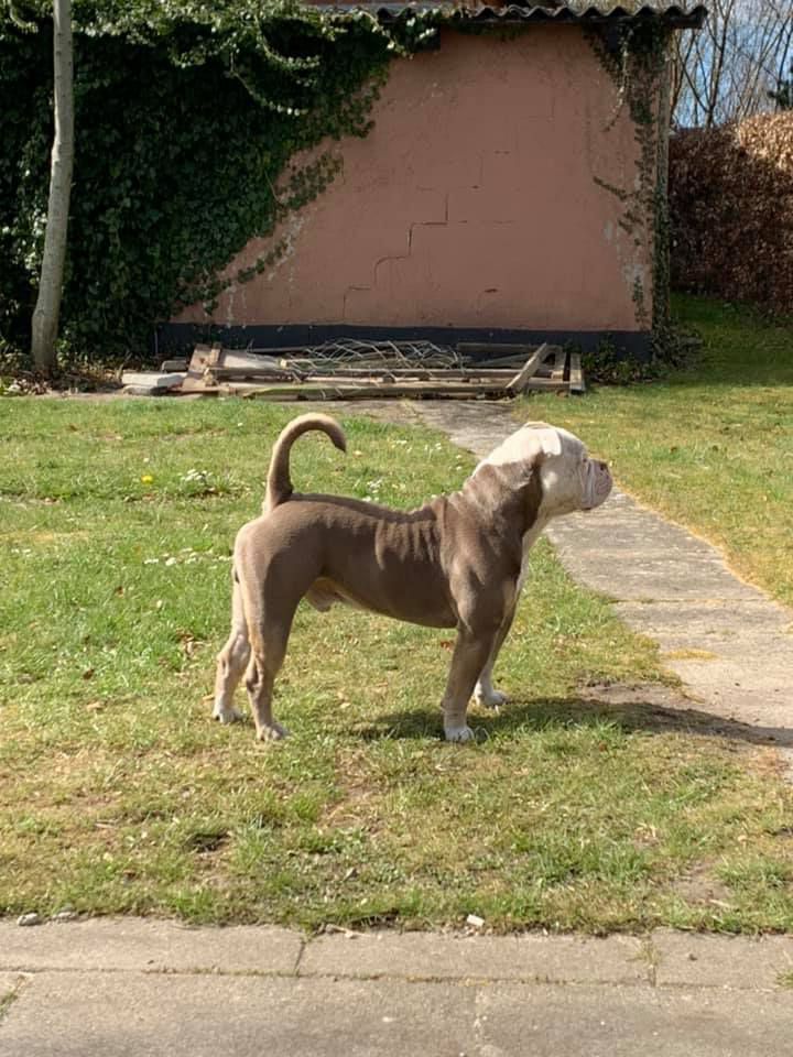 House of Monsters Sven Tveskæg | Olde English Bulldogge 