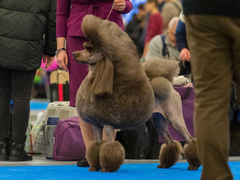 Lvi Baltiki Nochnoy Vikhr | Poodle 