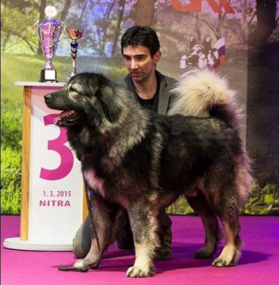 QASIM DI CA'BASTIANI | Caucasian Mountain Dog 