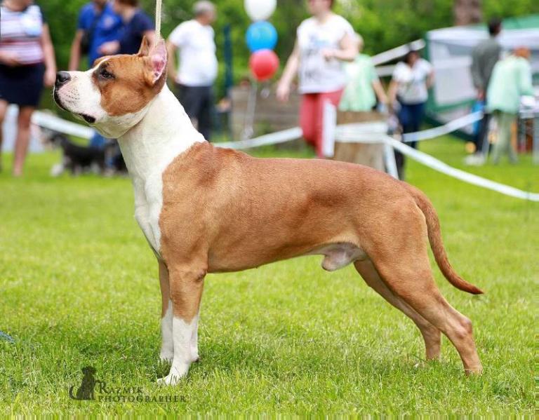 JC RING ANGELS MAGIC FOR MARSHEL SPIRIT | American Staffordshire Terrier 