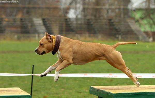 Delana Beauty Gold | American Staffordshire Terrier 