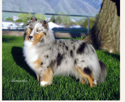 Lacewood Cassiopeia | Shetland Sheepdog 