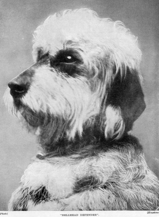 Bellmead Defender | Dandie Dinmont Terrier 