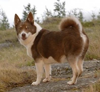 Þórdunu Eyja | Icelandic Sheepdog 