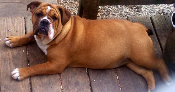 BuffaloCreek's Thunderella | Olde English Bulldogge 