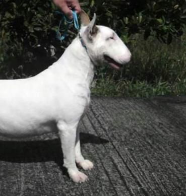 Little (Dejavu) | Bull Terrier 