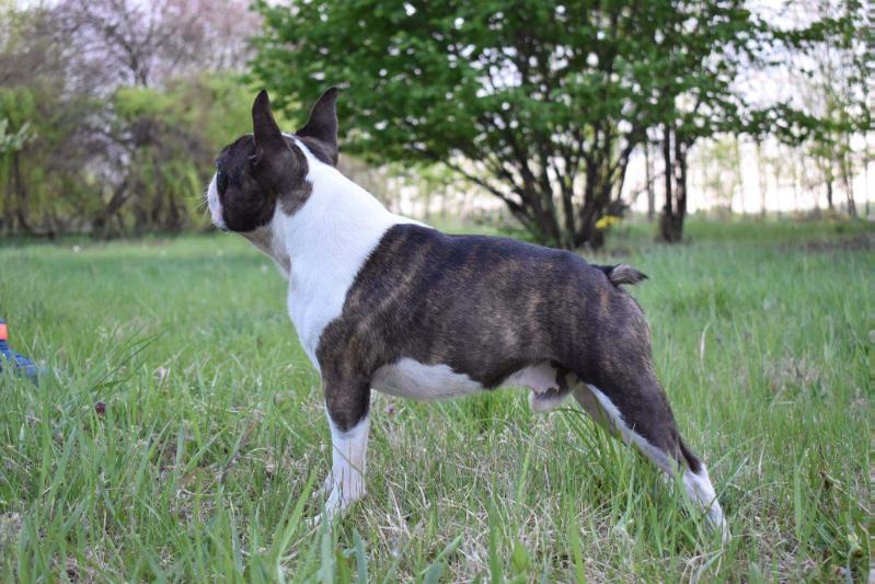 Njube Balader | Boston Terrier 