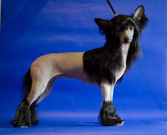 Anna Sky Kennel Taygetta | Chinese Crested 