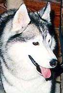 TAI-MIR OF WOLF SILVER ICEWIND | Siberian Husky 