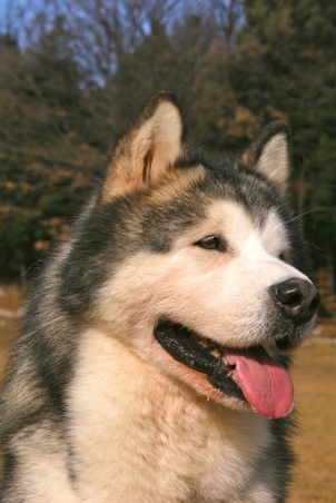 Merlin the Magician di Selvaspina | Alaskan Malamute 