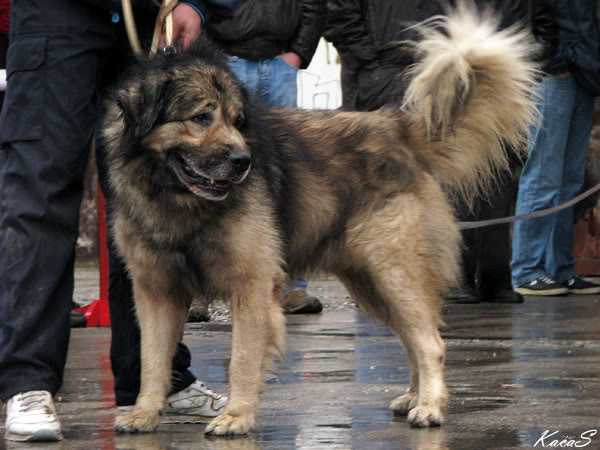 Meron Jelovcev | Yugoslavian Shepherd Dog-Sarplaninac 