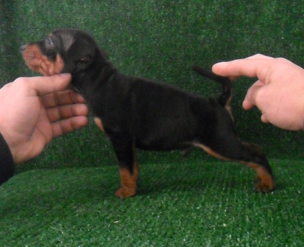 Becks dell' Arenuse | Miniature Pinscher 