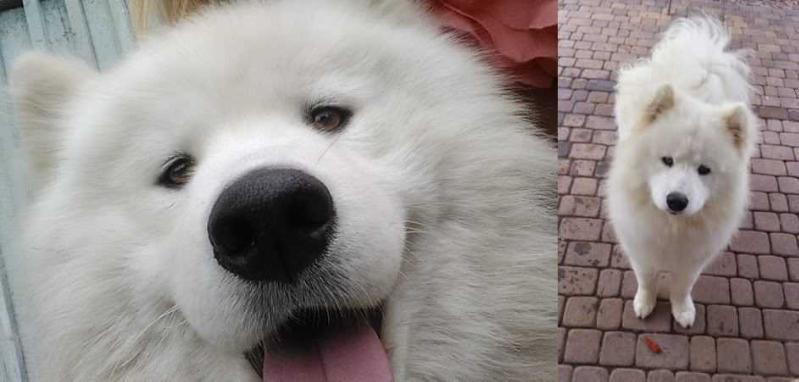 BENJAMIN Ksiezyce Jowisza | Samoyed 