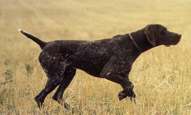 Cloclo des Grandes Origines | German Shorthaired Pointer 