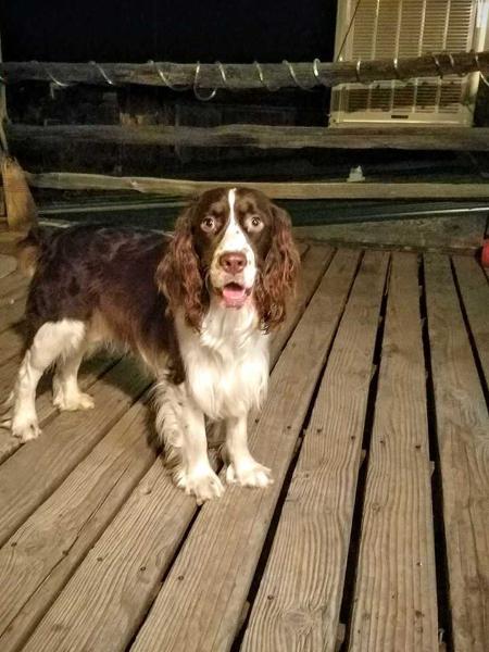 Bentley As Mellow As It Comes | English Springer Spaniel 