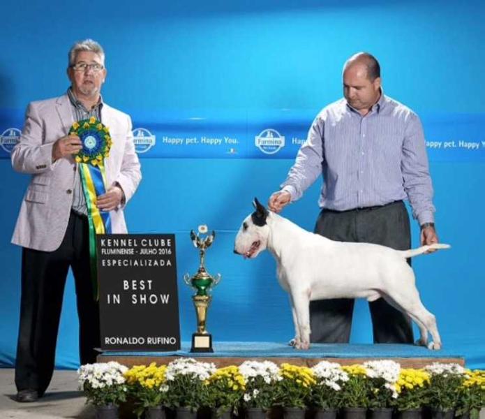 Rio do Areal Rocky Balboa Gavioli | Bull Terrier 