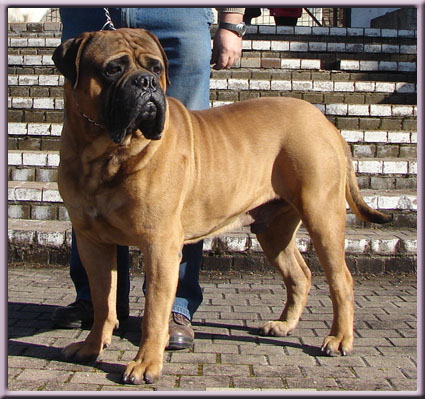 Drago des jardins d'atlantis | Bullmastiff 