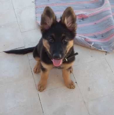 Cherry Blossom von Sunrise | German Shepherd Dog 