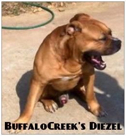 BuffaloCreek's Diesel | Olde English Bulldogge 