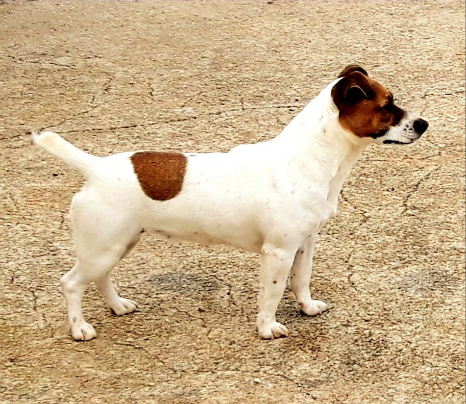 Riva Di Villa Carola | Jack Russell Terrier 